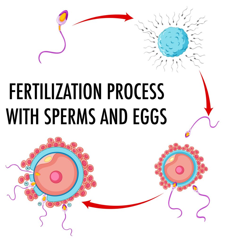 fertilization process