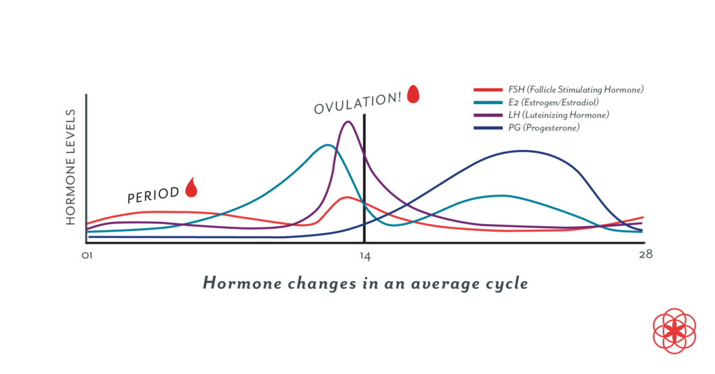 Estrogen graph