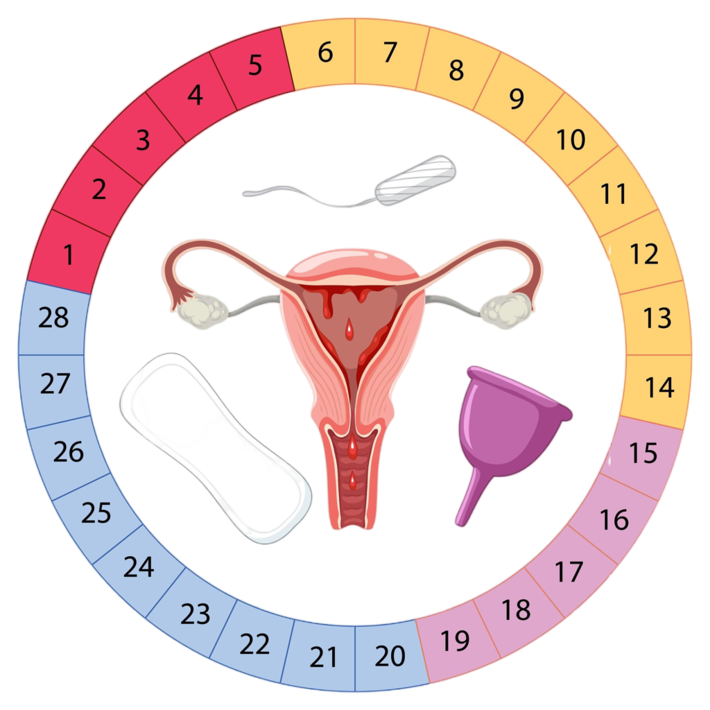 stages menstrual cycle